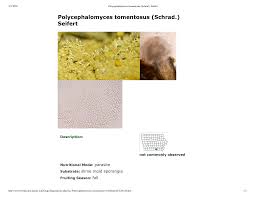 Attēlu rezultāti vaicājumam “Polycephalomyces tomentosus”