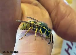 Attēlu rezultāti vaicājumam “Vespula germanica”