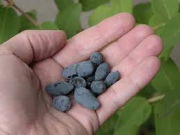 Attēlu rezultāti vaicājumam “Lonicera caerulea var. pallasii fruit”