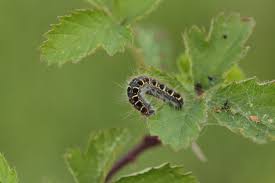 Attēlu rezultāti vaicājumam “Eriogaster lanestris”