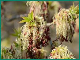 Attēlu rezultāti vaicājumam “Acer negundo female flower”