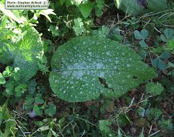 Attēlu rezultāti vaicājumam “Borago officinalis leaf”