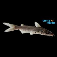 Image result for Ictalurus punctatus