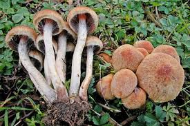 Attēlu rezultāti vaicājumam “Psathyrella lacrymabunda”