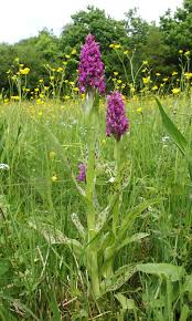 Attēlu rezultāti vaicājumam “Dactylorhiza majalis subsp. baltica flower”