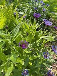 Attēlu rezultāti vaicājumam “Centaurea scabiosa leaf”