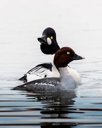 Attēlu rezultāti vaicājumam “Bucephala clangula”