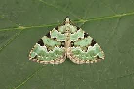 Attēlu rezultāti vaicājumam “Colostygia pectinataria”