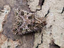 Attēlu rezultāti vaicājumam “Hadena rivularis”