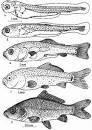 Cyprinus carpio