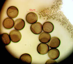 Attēlu rezultāti vaicājumam “Licea chelonoides spores”