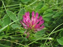 Attēlu rezultāti vaicājumam “Trifolium medium flower”