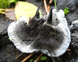 Attēlu rezultāti vaicājumam “Phellodon niger”