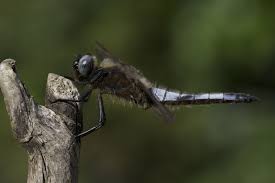 Attēlu rezultāti vaicājumam “Libellula fulva”