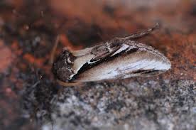 Attēlu rezultāti vaicājumam “Pheosia gnoma”