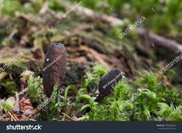 Attēlu rezultāti vaicājumam “Cordyceps ophioglossoides”