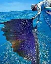 Image result for Istiophorus platypterus