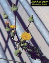 Attēlu rezultāti vaicājumam “Sonchus asper flower”