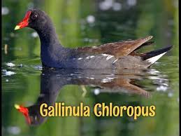 Attēlu rezultāti vaicājumam “Gallinula chloropus adult”