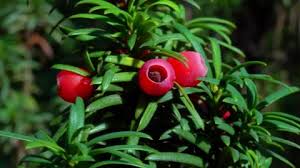 Attēlu rezultāti vaicājumam “Taxus baccata male flower”