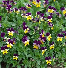 Attēlu rezultāti vaicājumam “Viola tricolor leaf”