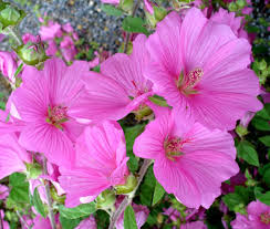 Image result for Lavatera trimestris