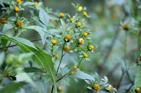 Attēlu rezultāti vaicājumam “Bidens frondosa”