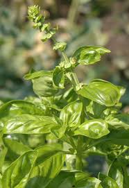 Image result for Basilikum