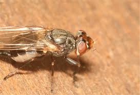 Attēlu rezultāti vaicājumam “Tetanops myopina”