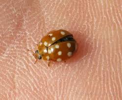 Attēlu rezultāti vaicājumam “Calvia quatuordecimguttata”