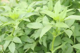 Attēlu rezultāti vaicājumam “Scrophularia umbrosa flower”