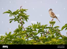 Attēlu rezultāti vaicājumam “Sylvia communis adult”