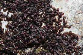 Attēlu rezultāti vaicājumam “Frullania fragilifolia”