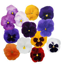 Image result for Viola wittrockiana