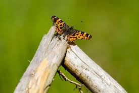 Attēlu rezultāti vaicājumam “Araschnia levana”