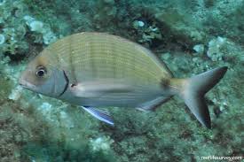 Image result for Diplodus sargus