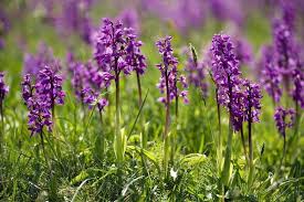 Attēlu rezultāti vaicājumam “Orchis mascula”