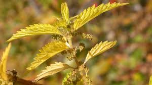 Attēlu rezultāti vaicājumam “Urtica dioica leaf”