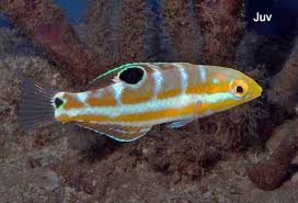 Image result for Halichoeres radiatus