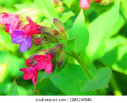 Attēlu rezultāti vaicājumam “Pulmonaria obscura”