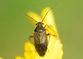Attēlu rezultāti vaicājumam “Closterotomus biclavatus nymph”