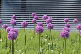 Image result for Zierlauch