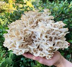 Attēlu rezultāti vaicājumam “Polyporus umbellatus”