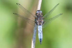 Attēlu rezultāti vaicājumam “Libellula fulva male”