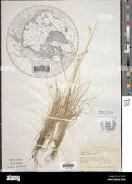 Attēlu rezultāti vaicājumam “Carex loliacea”