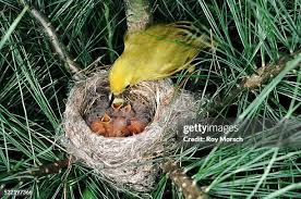 Attēlu rezultāti vaicājumam “Sylvia borin nest”