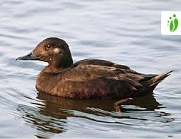 Attēlu rezultāti vaicājumam “Melanitta fusca male”