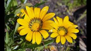 Image result for Gazanien