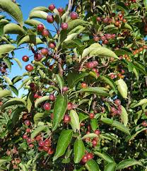 Attēlu rezultāti vaicājumam “Malus baccata”