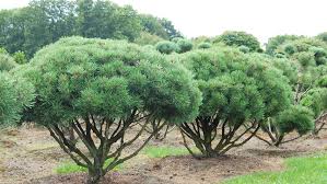 Attēlu rezultāti vaicājumam “Pinus mugo”